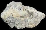 Fossil Triceratops Frill Section - North Dakota #117435-1